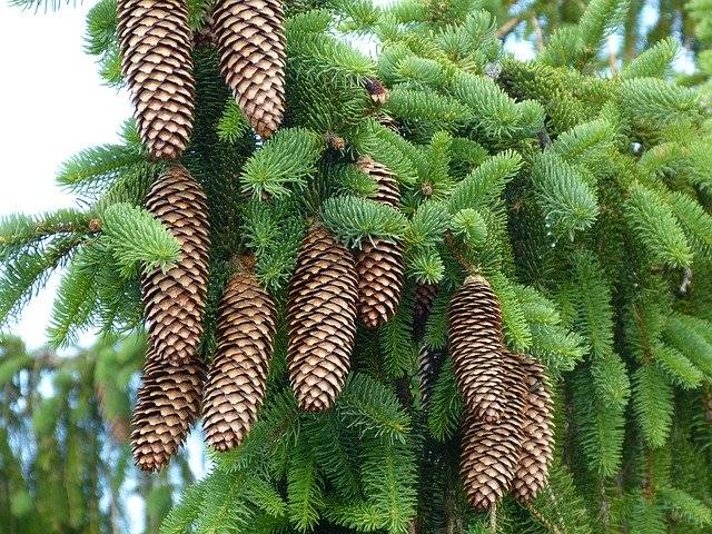 Téléchargement gratuit Pinecone Nature Coniferous Trees - photo ou image gratuite à éditer avec l'éditeur d'images en ligne GIMP