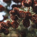 Pine Cones  screen for extension Chrome web store in OffiDocs Chromium