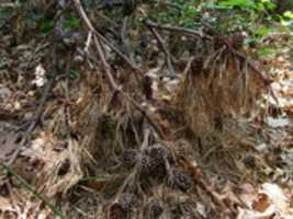 Free download Pinecones Right Near the East Bay Bike Path free photo or picture to be edited with GIMP online image editor
