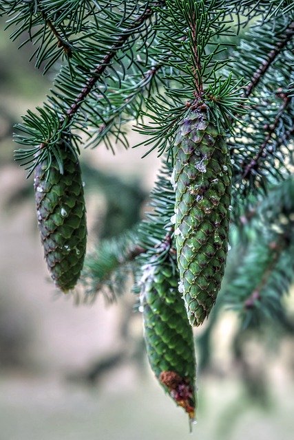 Téléchargement gratuit de conifères de branche d'épinette de pommes de pin image gratuite à éditer avec l'éditeur d'images en ligne gratuit GIMP