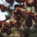 PINE CONE Theme  screen for extension Chrome web store in OffiDocs Chromium