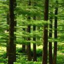Pine forest wallpaper  screen for extension Chrome web store in OffiDocs Chromium