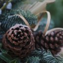 PINE FRUIT THEME  screen for extension Chrome web store in OffiDocs Chromium