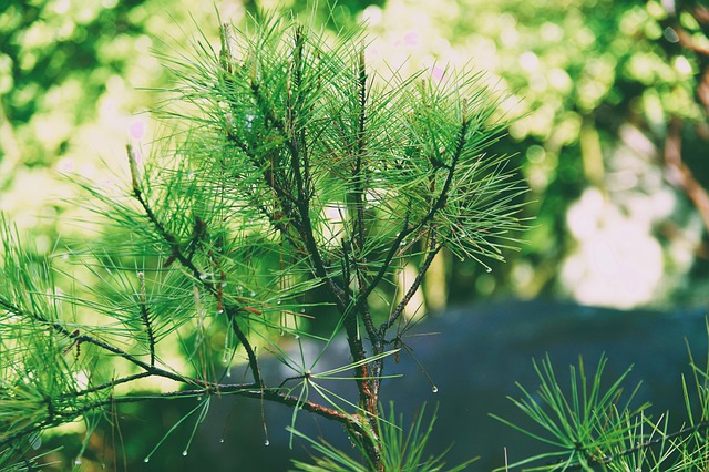 دانلود رایگان تصویر قطره آب طبیعت جنگل سبز کاج برای ویرایش با ویرایشگر تصویر آنلاین رایگان GIMP