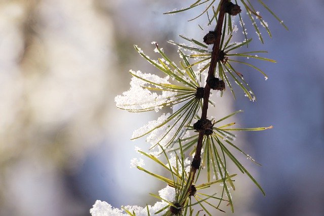 免费下载松树 iglak 冬季雪季免费图片，使用 GIMP 免费在线图像编辑器进行编辑