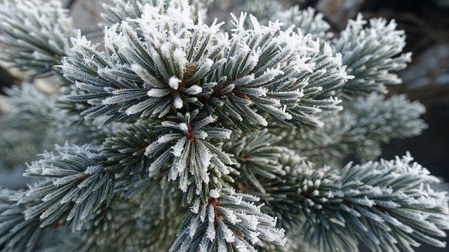 Baixe gratuitamente a imagem gratuita de agulhas de pinheiro geada inverno frio para ser editada com o editor de imagens on-line gratuito do GIMP