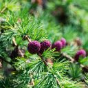 Pine tree and fruit  screen for extension Chrome web store in OffiDocs Chromium