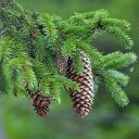 Pine tree branches  screen for extension Chrome web store in OffiDocs Chromium