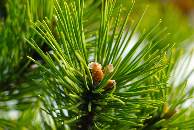 Baixe grátis a imagem gratuita da floresta verde dos pinheiros para ser editada com o editor de imagens on-line gratuito do GIMP