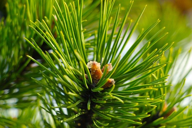 Free download pine tree green forest woods free picture to be edited with GIMP free online image editor