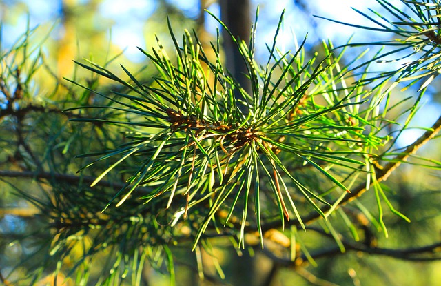 Free download pine tree pine needles forest free picture to be edited with GIMP free online image editor