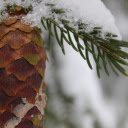 pine trees and snow  screen for extension Chrome web store in OffiDocs Chromium