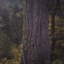 PINE TREE THEME  screen for extension Chrome web store in OffiDocs Chromium