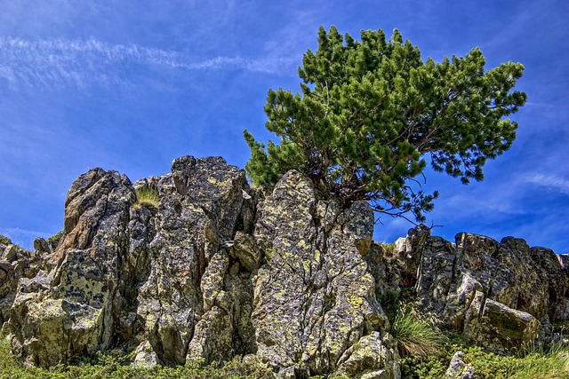 Gratis download dennenboom coniferen spar gratis foto om te bewerken met GIMP gratis online afbeeldingseditor