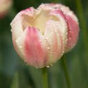 Pink and White Tulips  screen for extension Chrome web store in OffiDocs Chromium