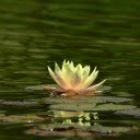 Pink and white water lilies  screen for extension Chrome web store in OffiDocs Chromium