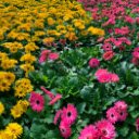 Pink and Yellow Daisy Flowers  screen for extension Chrome web store in OffiDocs Chromium