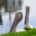 pink billed pelicans  screen for extension Chrome web store in OffiDocs Chromium