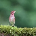 Pink Bird  screen for extension Chrome web store in OffiDocs Chromium