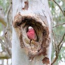 Pink bird in the tree trunk  screen for extension Chrome web store in OffiDocs Chromium