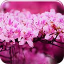 Pink Blossom  screen for extension Chrome web store in OffiDocs Chromium