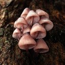 pink brown mushrooms  screen for extension Chrome web store in OffiDocs Chromium