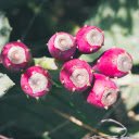 Pink Cactus Fruit  screen for extension Chrome web store in OffiDocs Chromium