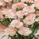 Pink Carnation Wallpaper  screen for extension Chrome web store in OffiDocs Chromium