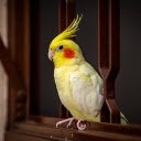 Pink cheeked parrot  screen for extension Chrome web store in OffiDocs Chromium