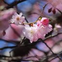 Pink cherry  screen for extension Chrome web store in OffiDocs Chromium
