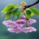 Pink cherry blossom branch wallpaper  screen for extension Chrome web store in OffiDocs Chromium