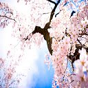 Pink Cherry Blossom Flowers  screen for extension Chrome web store in OffiDocs Chromium