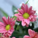 Free download Pink Chrysanthemum -  free photo or picture to be edited with GIMP online image editor
