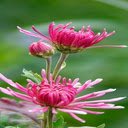 Pink Chrysanthemum Flower Wallpaper  screen for extension Chrome web store in OffiDocs Chromium