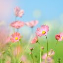 Pink chrysanthemum garden  screen for extension Chrome web store in OffiDocs Chromium