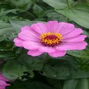 Pink Chrysanthemum Wallpaper  screen for extension Chrome web store in OffiDocs Chromium