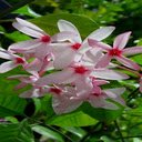 Pink climbing jasmine flower wallpaper  screen for extension Chrome web store in OffiDocs Chromium