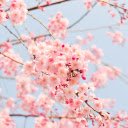 Pink Clouds, Petals Grace Blue Sky  screen for extension Chrome web store in OffiDocs Chromium