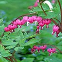 Pink coral vine flower wallpaper  screen for extension Chrome web store in OffiDocs Chromium