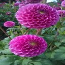 Pink Dahlia Wallpaper  screen for extension Chrome web store in OffiDocs Chromium
