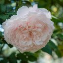 Free download Pink Flower -  free illustration to be edited with GIMP online image editor