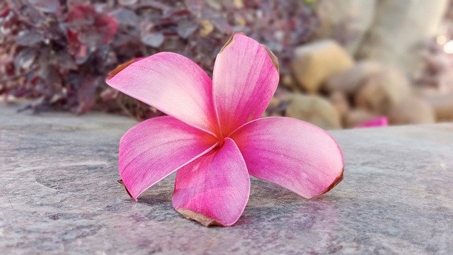 ดาวน์โหลดเทมเพลตภาพถ่าย Pink Flower Beautiful Fl ฟรีเพื่อแก้ไขด้วยโปรแกรมแก้ไขรูปภาพออนไลน์ GIMP