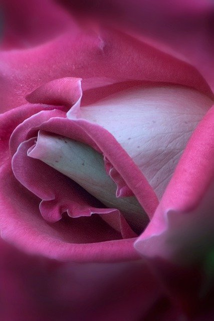 Scarica gratuitamente l'immagine gratuita di petali di bellezza di fiori rosa da modificare con l'editor di immagini online gratuito GIMP