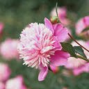 Pink flower garden bloom  screen for extension Chrome web store in OffiDocs Chromium