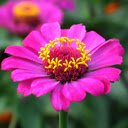 Imagine de fundal Pink Flower HD Ecran Filă nouă pentru extensia magazinului web Chrome în OffiDocs Chromium