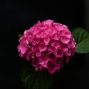 pink flowers  screen for extension Chrome web store in OffiDocs Chromium
