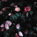 Pink Flowers Photograph  screen for extension Chrome web store in OffiDocs Chromium