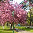 pink flower tree  screen for extension Chrome web store in OffiDocs Chromium
