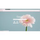 Pink gerbera up close  screen for extension Chrome web store in OffiDocs Chromium