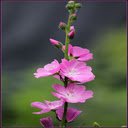 Pink hibiscus wallpaper  screen for extension Chrome web store in OffiDocs Chromium